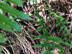 Phegopteris decursive-pinnata