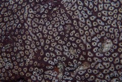 Aplidium flavolineatum