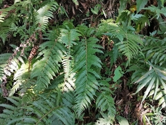 Leptogramma mollissima
