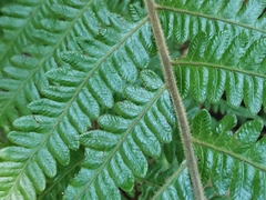 Leptogramma mollissima