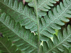 Leptogramma mollissima