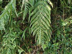 Woodwardia orientalis