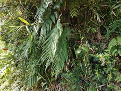 Woodwardia orientalis