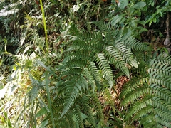 Dryopteris pacifica