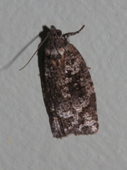 Thrincophora signigerana