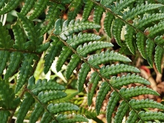 Dryopteris pacifica