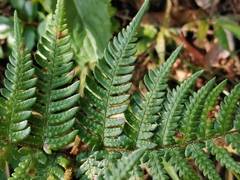 Dryopteris pacifica