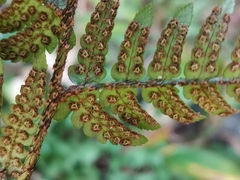 Dryopteris pacifica