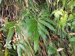 Coniogramme japonica