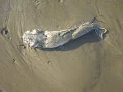 Evermannellidae