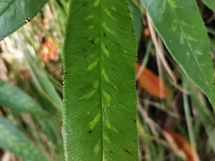 Coniogramme japonica