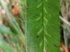 Coniogramme japonica