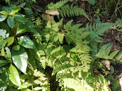 Dennstaedtia hirsuta