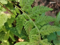 Dennstaedtia hirsuta