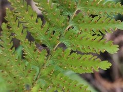 Dennstaedtia hirsuta