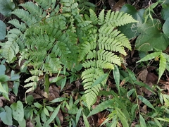 Dryopteris