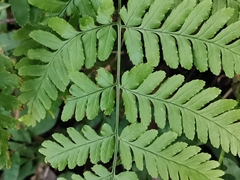 Dryopteris