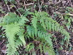 Dennstaedtia zeylanica