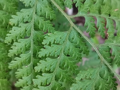 Dennstaedtia zeylanica