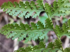 Dennstaedtia zeylanica