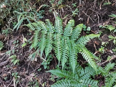 Dryopteris