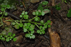 Callitriche muelleri