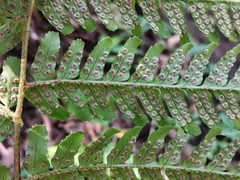 Dryopteris