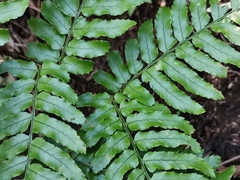 Dryopteris