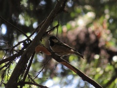 Periparus ater