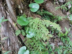 Dennstaedtia hirsuta