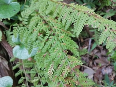 Dennstaedtia hirsuta