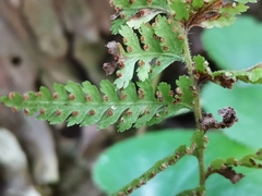Dennstaedtia hirsuta