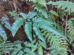 Arachniodes rhomboidea