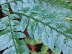 Arachniodes rhomboidea