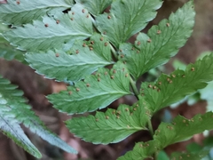 Arachniodes rhomboidea