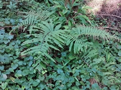 Pentarhizidium orientale