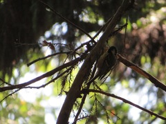 Periparus ater
