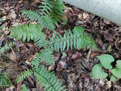 Polystichum tripteron