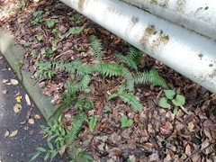 Polystichum tripteron
