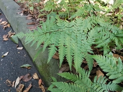 Dryopteris