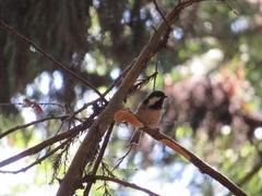 Periparus ater