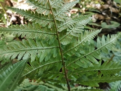 Dryopteris