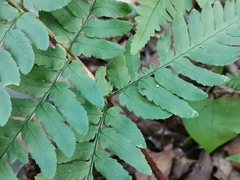 Dryopteris