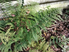 Arachniodes standishii