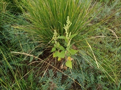 Cyclachaena xanthiifolia