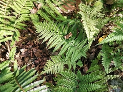 Arachniodes standishii