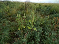 Cyclachaena xanthiifolia
