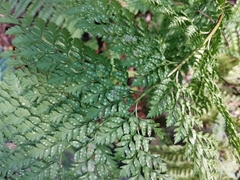 Arachniodes standishii