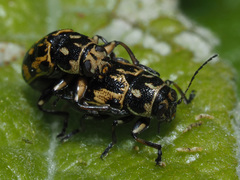 Pachybrachis sinuatus