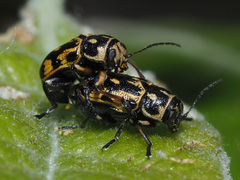 Pachybrachis sinuatus